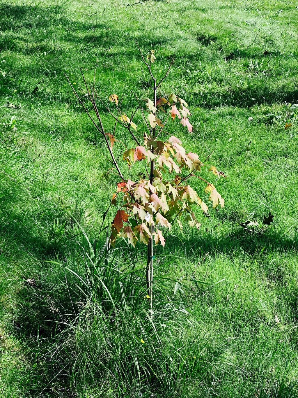 Remembering You: miscarriage&nbsp;awareness